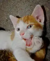 Kleiner Schelm
24.04.2011