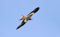 Ein Rotmilan im Segelflug, aufgenommen bei Murrhardt am 29.9.2011.