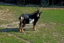 Zwergziege, Okt.2011