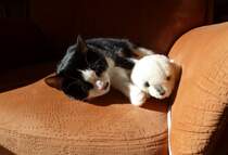 Unsere neue Katze  Mausi  bei einer Ruhepause mit ihrem Kumpel  Robby .