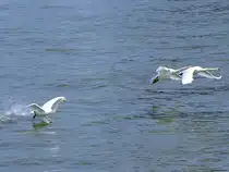 3-2-1 Start, der Schw�ne im Hafen von Rotterdam;110902