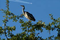 Der Fluglotse. (Graureiher) Foto:Zoo Berlin, 16.10.2011