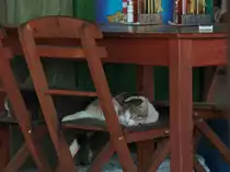 Schlafende Katze auf einem Stuhl in einem Strandrestaurant auf Rhodos(GR). 06.10.2011