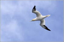 Basstlpel im Flug ber dem Atlantik vor der bretonischen Kste. 06.10.2011