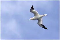 Basst�lpel im Flug �ber dem Atlantik vor der bretonischen K�ste. 06.10.2011