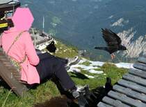 Frech wie Oskar und unerschrocken. Dohlen und Vogelfreund unterhalb der Alpspitze an der Bergstation der Osterfelder Seilbahn im Werdenfelser Land. Foto:September 2011