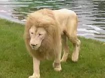 wei�er l�we im safaripark stukenbruk 2010