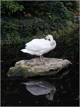 Schwan im Square Verdrel in Rouen beim Gefiederputz. 05.10.2011