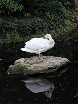 Schwan im Square Verdrel in Rouen beim Gefiederputz. 05.10.2011