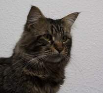 Maine Coon Kater