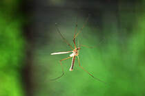 Schnake  klebt  am heimischen Wohnzimmerfenster - 09.09.2011