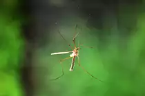 Schnake  klebt  am heimischen Wohnzimmerfenster - 09.09.2011