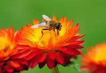 Schwebfliege auf einer Strohblume - 11.08.2011