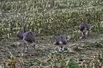 Mal wieder einige Fotos von den jungen Nandus. Etwas mehr als drei Monate sind sie nun alt und zum Teil laufen sie schon selbstst�ndig durch die Felder �stlich vom Ratzeburger See. Werden sie den kommenden Winter �berleben? B�k (RZ), 09.10.2011