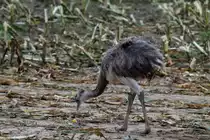Ein junger Nandu auf Nahrungssuche in einem abgeernteten Maisfeld. B�k (RZ), 09.10.2011
