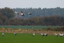 Auf meiner heutigen Nandu-Safari stie ich bei Ldersdorf (NWM) auf ca. 100 rastende Kraniche. Ein ziemlicher Glckstreffer; 03.11.2011