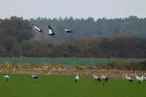 Auf meiner heutigen Nandu-Safari stie� ich bei L�dersdorf (NWM) auf ca. 100 rastende Kraniche. Ein ziemlicher Gl�ckstreffer; 03.11.2011