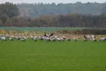 Auf meiner heutigen Nandu-Safari stie� ich bei L�dersdorf (NWM) auf ca. 100 rastende Kraniche. Ein ziemlicher Gl�ckstreffer; 03.11.2011