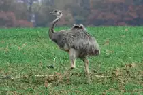 Ein junger Nandu stolziert �ber ein Feld bei Rieps (NWM), 03.11.2011