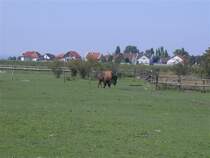 Mehrere Bisons stehen am 15.8.2011 auf der Wiese eines eingezunten Geheges im Burgenland.Bisons sind hier weit verbreitet!