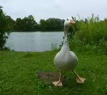 Wei� gescheckte Kanadagans-Kreuzung Hausgans mit Kanadagans