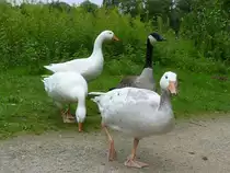 Wei� gescheckte Kanadagans-Kreuzung Hausgans mit Kanadagans