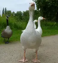 
Wei� gescheckte Kanadagans-Kreuzung Hausgans mit Kanadagans