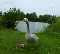 
Wei� gescheckte Kanadagans-Kreuzung Hausgans mit Kanadagans