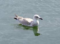 Mwe spiegelt sich im Gewsser im Hafen von Veere;110829