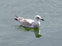 M�we spiegelt sich im Gew�sser im Hafen von Veere;110829