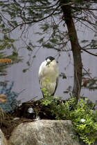 Nachtreiher - Nycticorax nycticora, 22.08.2011, Montreal, Kanada


