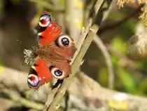 Tagpfauenauge(Nymphalis io) saugt sich Nektar aus einer Bl�te;100417