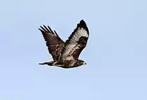 �berraschend flog der Bussard aus dem Wald �bers Feld bei K�chersberg am 5.11.2011.