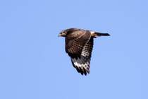 Ein Musebussard im Vorbeiflug am 6.11.2011.
