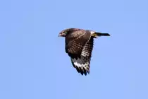 Ein M�usebussard im Vorbeiflug am 6.11.2011.
