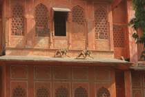 Eine weitere hufige Tierart in Indien stellen die Affen,in diesem Fall Rhesuaafeen,  dar. Hier rennt eine Affenfamilie in Jaipur von A nach B. Die Aufnahme entstand vom Vorplatz des Palastes der Winde.