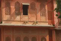 Eine weitere h�ufige Tierart in Indien stellen die Affen,in diesem Fall Rhesuaafeen,  dar. Hier rennt eine Affenfamilie in Jaipur von A nach B. Die Aufnahme entstand vom Vorplatz des Palastes der Winde.