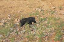 Futtersuchendes Wildschwein beim Parkplatz des Fort Amber am 30.10.11. Wildschweine sind hier sehr hufig und im Gegensatz zu Deutschland kann man sich ihnen hier nhern.