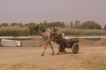 Arbeitskamel bei Ziehen eines Karren irgendwo an einer Autobahn in  the middle of nowhere  in der Nhe Jaipur. 
Mann oh mann, hat der Wagenlenker mich angestarrt, als ich das Dromedar fotografierte.