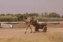 Arbeitskamel bei Ziehen eines Karren irgendwo an einer Autobahn in  the middle of nowhere  in der N�he Jaipur. 
Mann oh mann, hat der Wagenlenker mich angestarrt, als ich das Dromedar fotografierte.