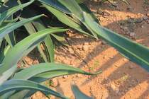 Gecko zwischen Grsern am 29.10.11 auf dem Gelnde der Qutub Minar.