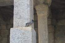 Hirtenmeinja in Delhi in der Qutab Minar  Delhi 29.10.11.