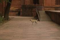 Einer der vielen Wilden Hunde in Indien. Hier gesehen auf dem Gelnde des Taj Mahal. Wilde Hunde gibt es hier wie Sand am Meer.