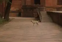 Einer der vielen Wilden Hunde in Indien. Hier gesehen auf dem Gel�nde des Taj Mahal. Wilde Hunde gibt es hier wie Sand am Meer.