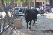 Einer der vielen  heiligen  Khen (in diesem Fall eher ein Stier) in Indien (hier Jaipur). 