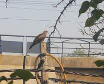 Schwarzmilan bei herumsitzen auf einem Pfosten in der Mitte Neu-Delhis.