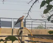 Schwarzmilan bei herumsitzen auf einem Pfosten in der Mitte Neu-Delhis.