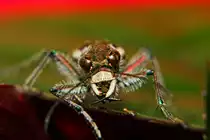 D�nen-Sandlaufk�fer auf einem Edellieschenblatt - 03.07.2011