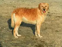 Golden Retriever nach einem Bad in der Ostsee, am Strand von Warnem�nde;070828