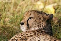 Geparde sind reine Savannen- und Steppentiere.